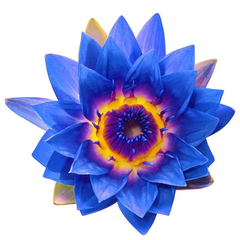 Organic Egyptian Blue Lotus Oil